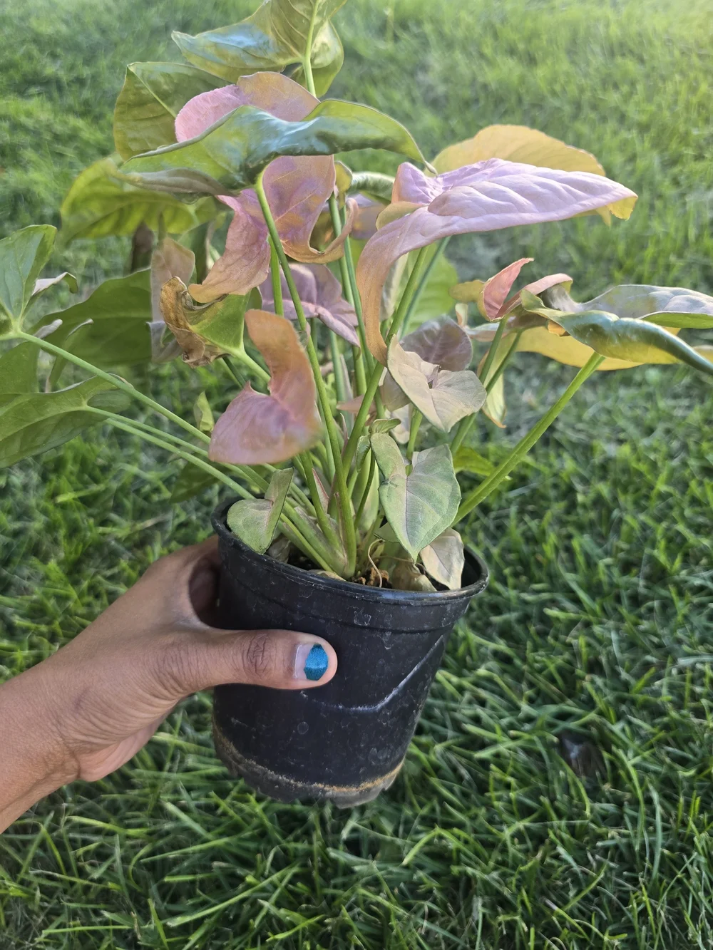 Pink Syngonium Plant